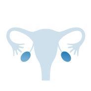 ovary