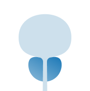 prostate