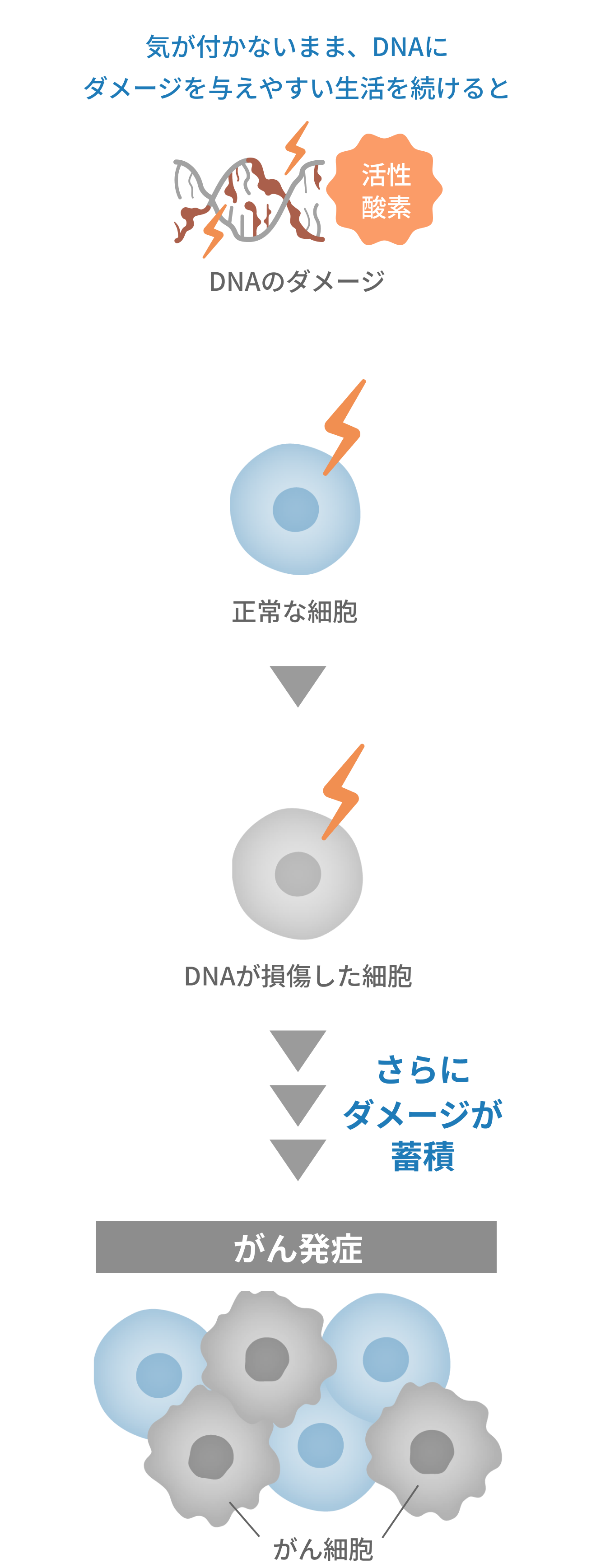 がん細胞は、DNAのダメージの蓄積である日突然出現します